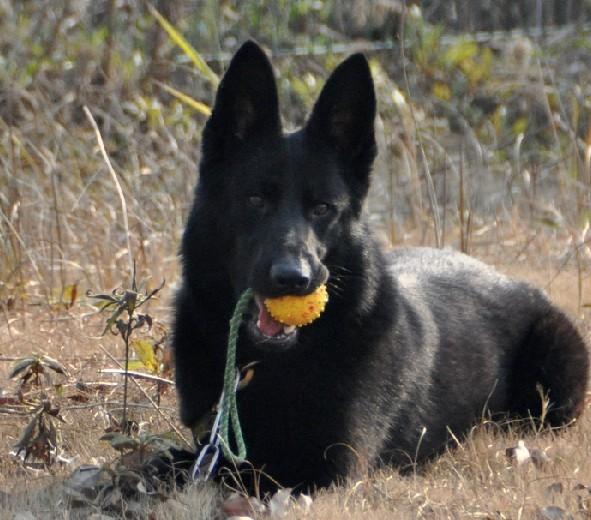 大家欣赏下慈溪麦兜训练基地的东德牧羊犬又称ddr