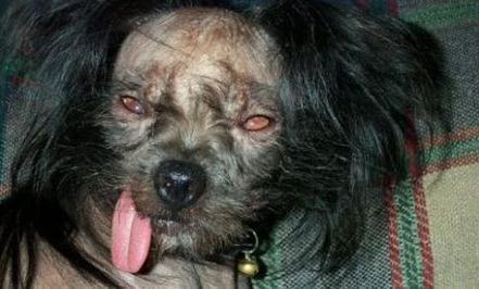 最丑宠物狗(胆小勿进!