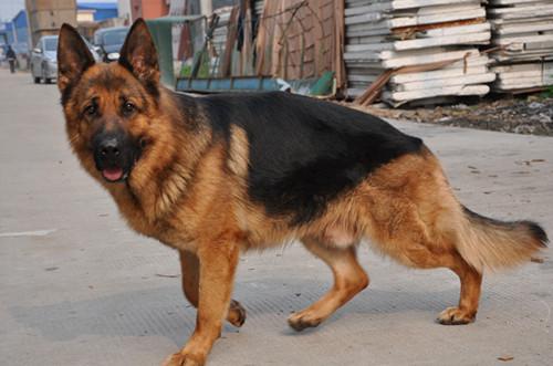 德牧瑞克儿子对外配种