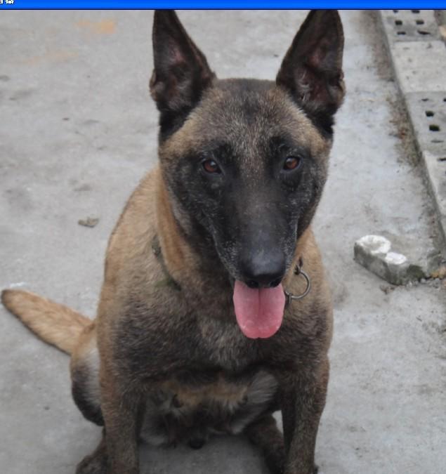 1500出售一条会做动作的成年母马犬