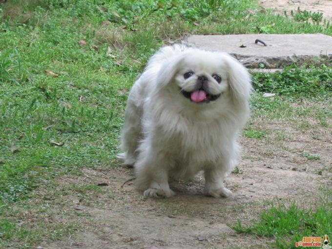 求购一只纯种京巴白色如下图