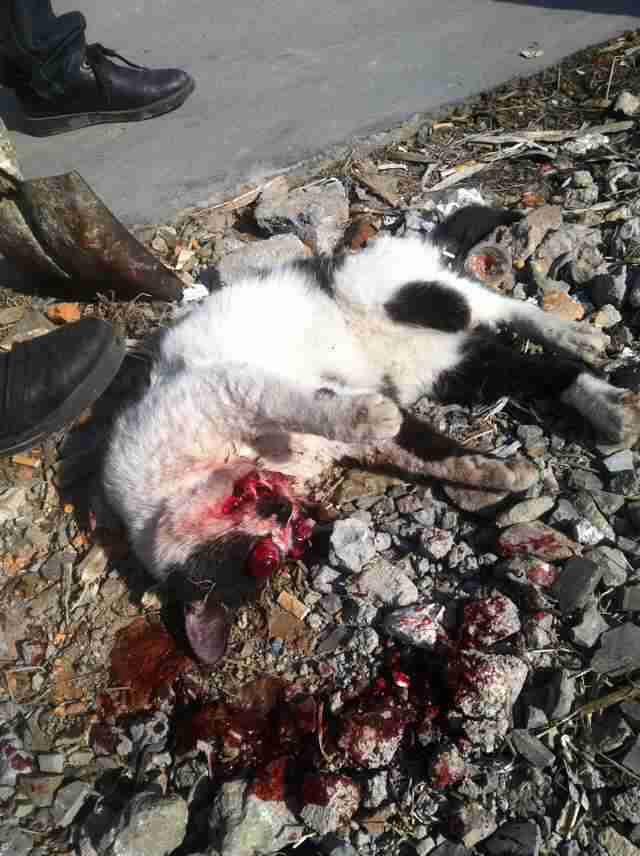 杀猫吃猫尽然是慈溪人惨目忍睹愤愤愤