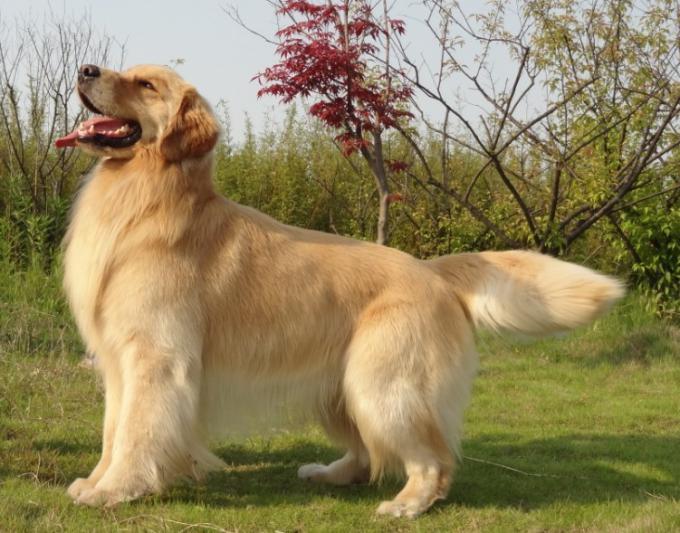 慈溪金毛犬牛顿在cku杭州站上顺利完成冠军登录