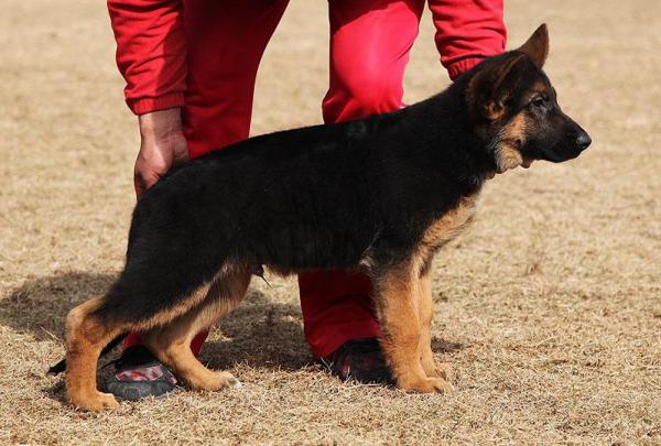 纯种锤系德国牧羊犬 包纯种健康 德系牧羊犬