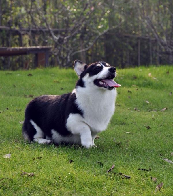 甜美的黑头柯基对外借配