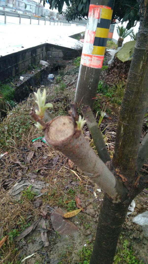 枇杷树原生木高枝嫁接